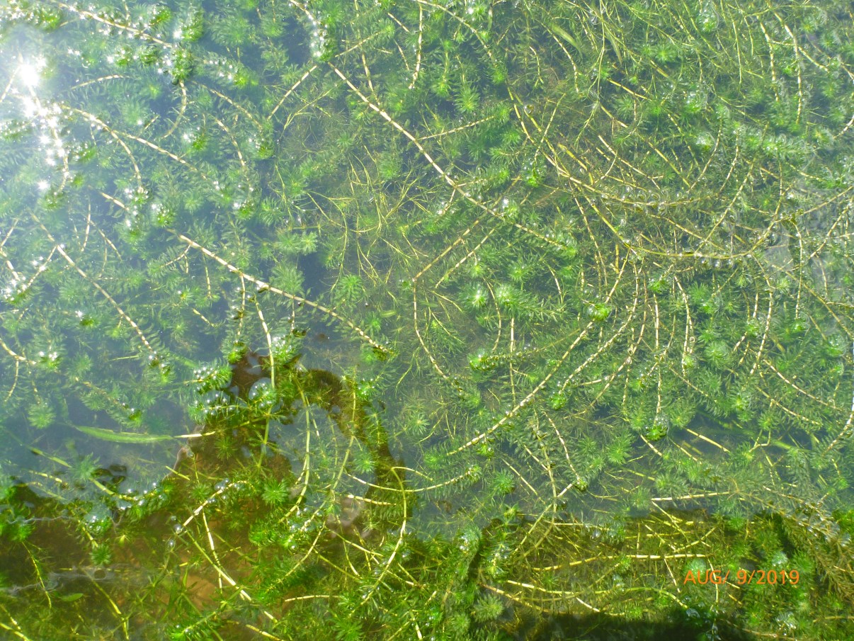 Underwater photograph of hydrilla growing in clear water, showing dense whorled foliage