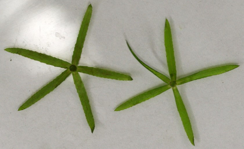 Two hydrilla leaf whorls on a white surface, showing the five-leaves-per-whorl identifying feature