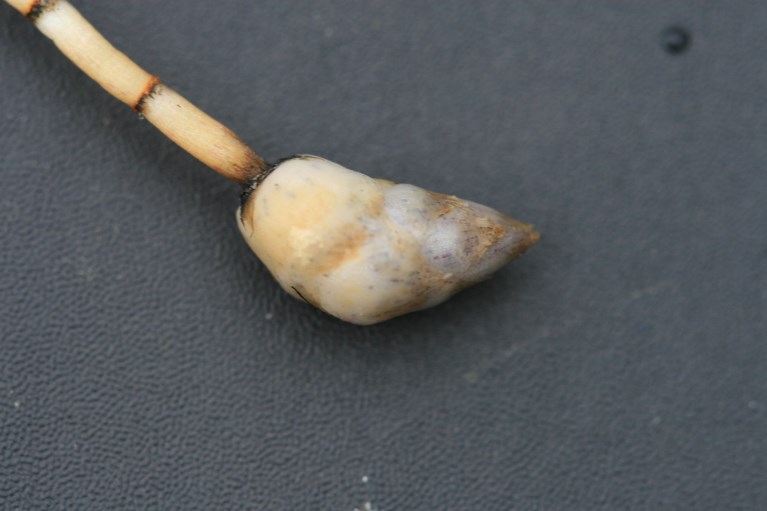 Close-up of a hydrilla tuber attached to a section of stem on a dark background
