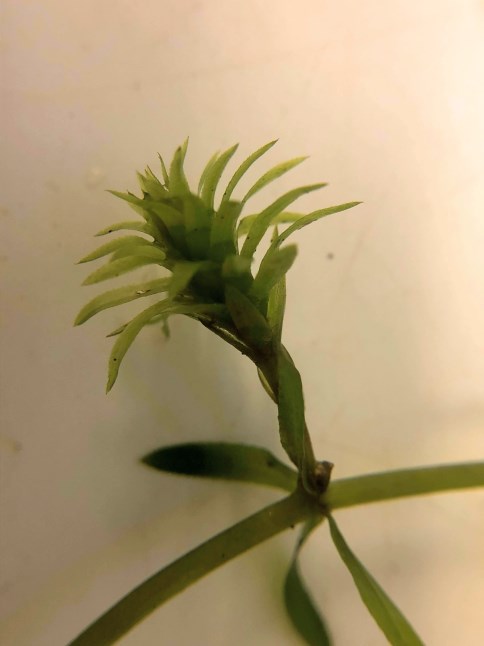 Close-up of a hydrilla turion at the tip of a stem