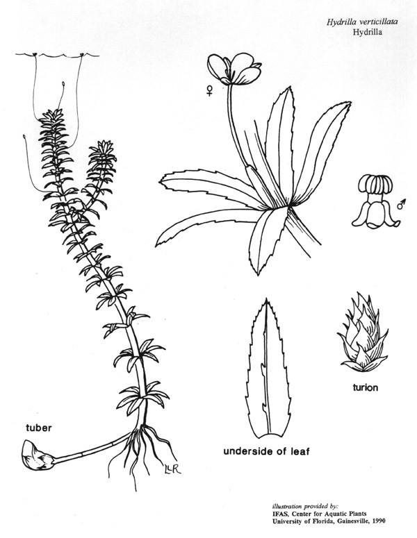 Botanical line drawing of Hydrilla verticillata showing whole plant, flower, leaf detail, tuber, and turion